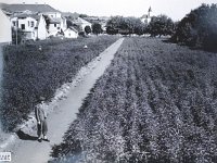 Müllerov brijeg, Črnomerec - Kustošija